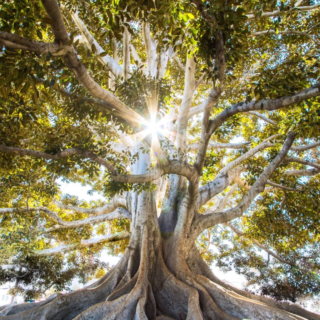 Mu00e4chtiger alter Baum von unten mit Sonnenstern im Blu00e4tterdach
