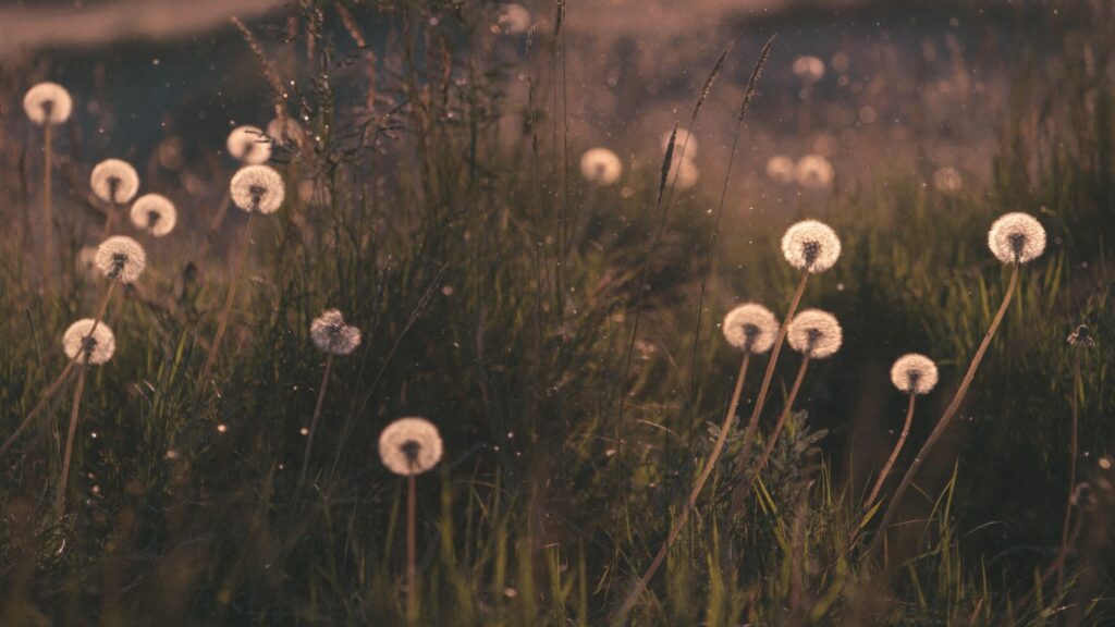 Pusteblumen auf einer Sommerwiese im warmen Gegenlicht