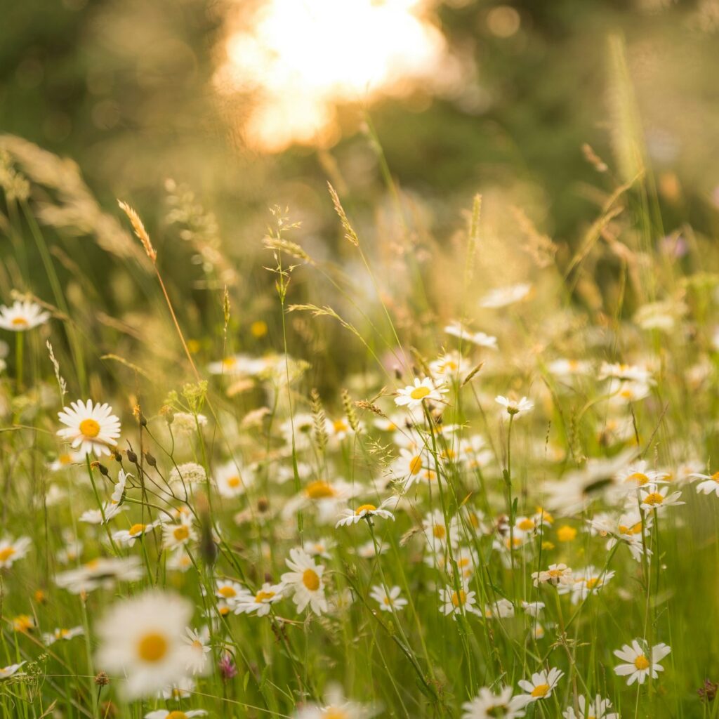 Sonnendurchflutete Blumenwiese mit Margeriten